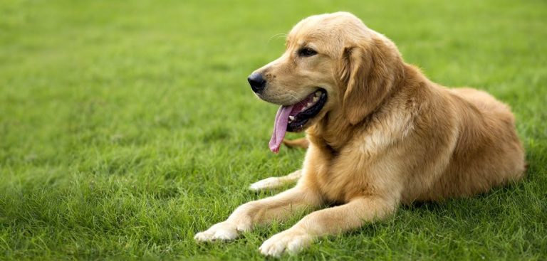 Former ‘Air Bud’ Cast Member Reveals he was Sexually Assaulted by Stunt Dog