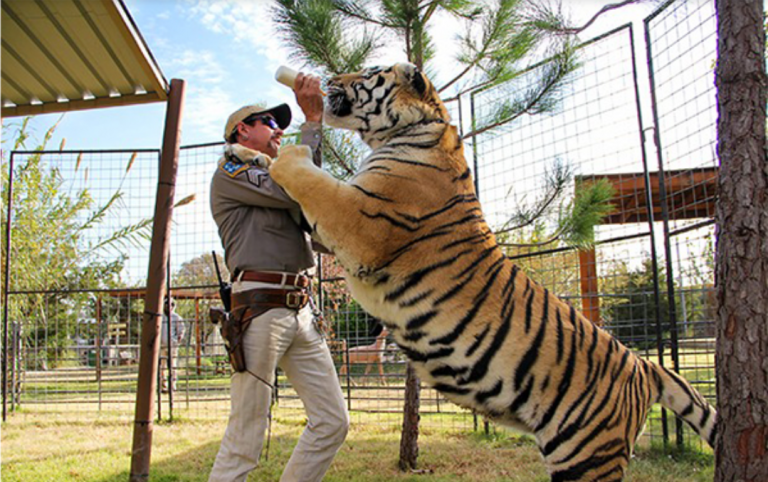 Will there be a Season 2 of Tiger King on Netflix?